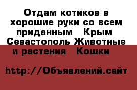 Отдам котиков в хорошие руки со всем приданным - Крым, Севастополь Животные и растения » Кошки   